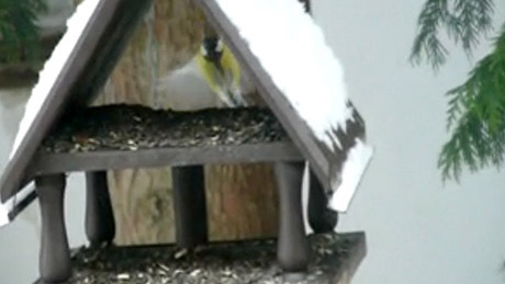 Olvasói videó: madarak az etetőn