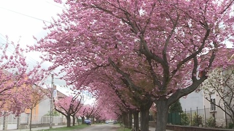 Tavasz a Temesvár utcában - virágokba borult a japán díszcseresznye 