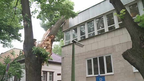 Kollégiumra dőlt egy fa