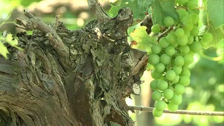 Gombák veszélyeztetik a dél-balatoni szőlőt