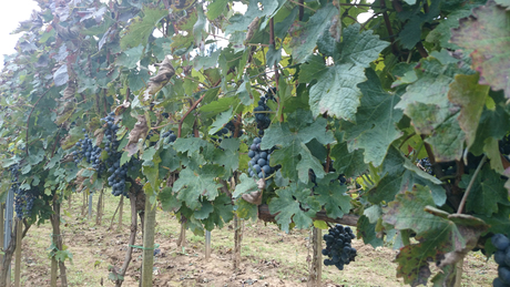 Azért van, ahol ritka jól termett a szőlő