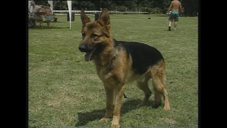 1999 - Német juhász kutyák kiállítása
