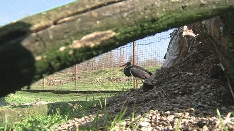 Megérkezett az első fekete gólya is Somogyba