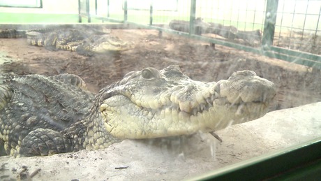 Krokodilok jutányos áron