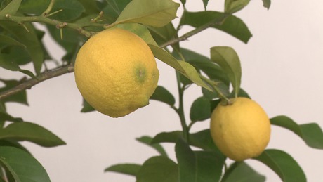 A kisfröccs árnyékában terem a kaposgyarmati citrom