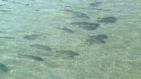 Új lakók a Balatonban