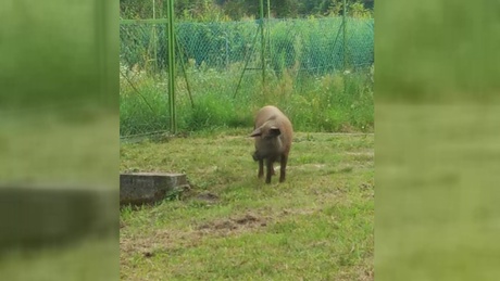 Vadkárok a tóparton