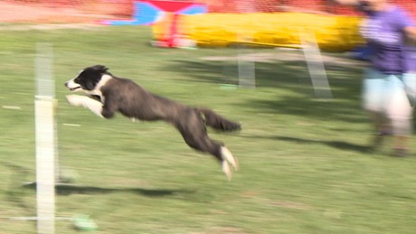 Kutyás agility verseny Fonyódon