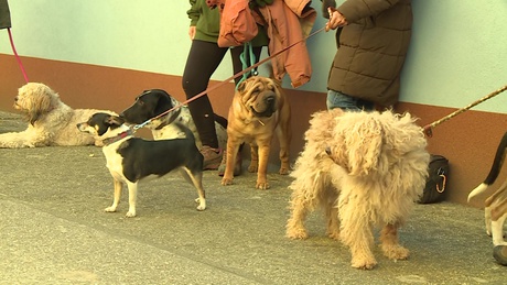 Ovisok gyűjtöttek adományokat a Kutyatár lakóinak