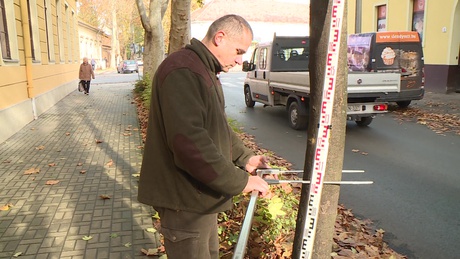 Különleges eszközökkel vizsgálják át a kaposvári fákat