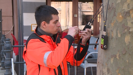 Szakemberek vizsgálják át a Noszlopy utca platánfáit