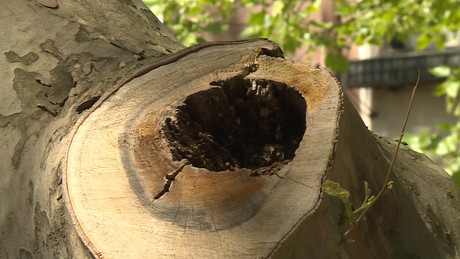 Első a biztonság: ezért újul meg a Noszlopy utcai platánsor