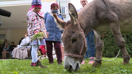 Kaposváron járt a szamaras zarándok