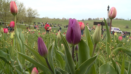 Százezer tulipán fogadta a Kőröshegyi Levendulás látogatóit