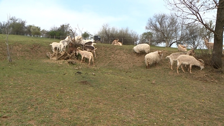 Minden őrültség valami traumával kezdődik